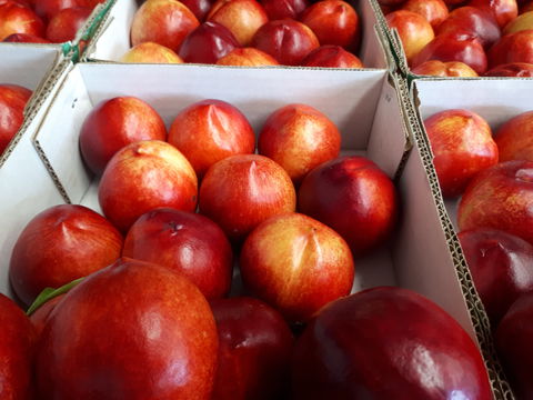 Martins Orchard - Tourism Caloundra 1