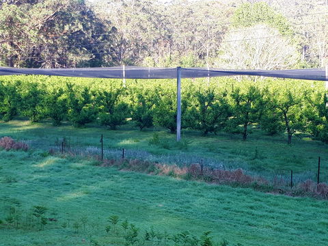 Martins Orchard - Tourism Caloundra 2