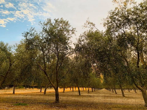 Talinga Grove - Tourism Caloundra 1