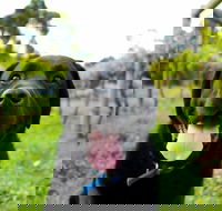 Every Man and His Dog Vineyard - Tourism Caloundra