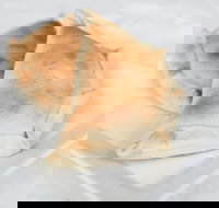 Latin Foods and Wines