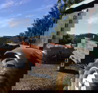 Massena - Tourism Caloundra