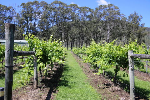 Woongooroo Estate Winery - Tourism Caloundra 0