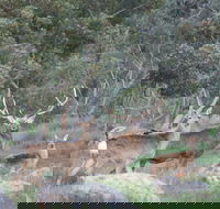 Hahndorf Venison - Tourism Caloundra