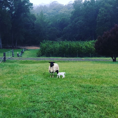 Goat Hill Farm - Tourism Caloundra 0
