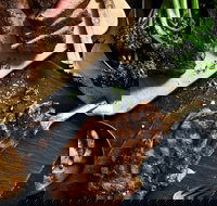 Outback Steakhouse Wollongong - Tourism Caloundra