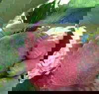 Darkes Glenbernie Orchard - Tourism Caloundra