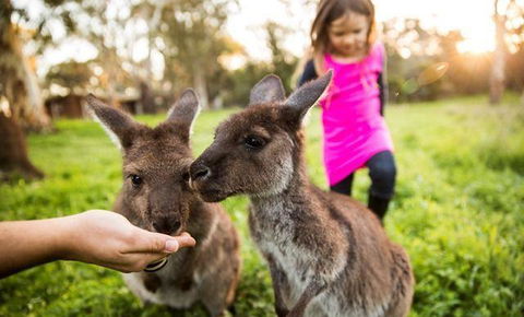 Woodstock Coterie Estate - Tourism Caloundra 16