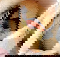 The Burger Haus - Tourism Caloundra