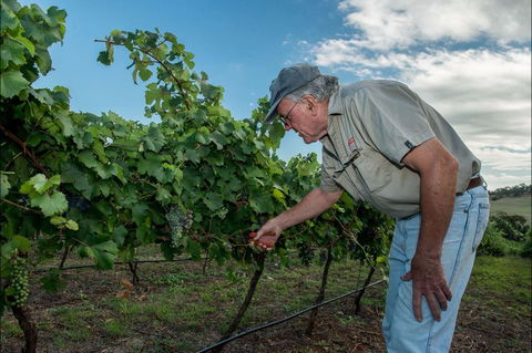Vale Creek Wines - Tourism Caloundra 2