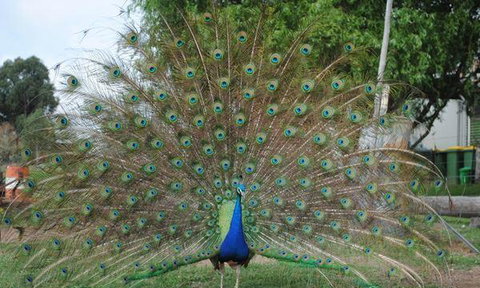 Rollonin Cafe - Tourism Caloundra 6