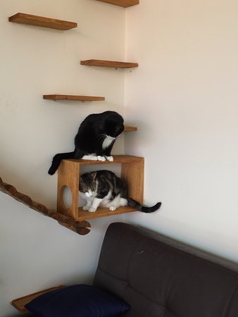 Hobart Cat Cafe - Tourism Caloundra 0