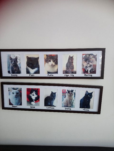 Hobart Cat Cafe - Tourism Caloundra 2