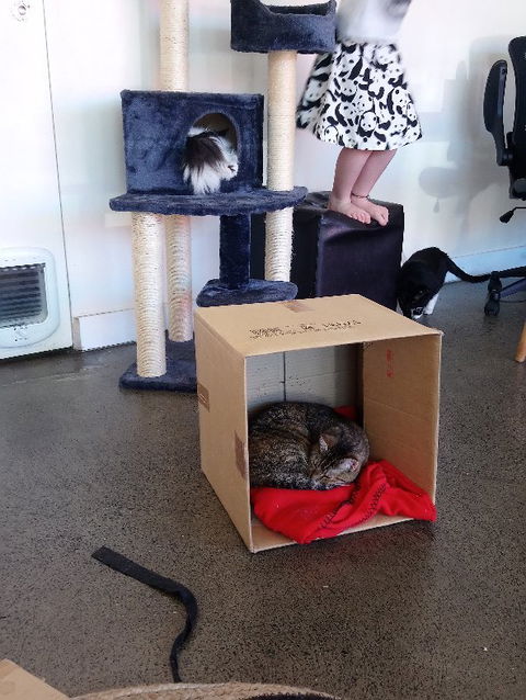 Hobart Cat Cafe - Tourism Caloundra 3