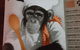 Brass Monkey - thumb 6