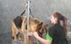 FurBaby Boutique & Cafe - thumb 9