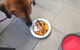 FurBaby Boutique & Cafe - thumb 6