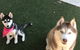 FurBaby Boutique & Cafe - thumb 7