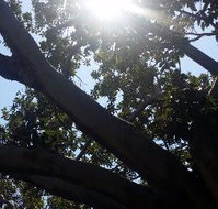 The Season Tree - Tourism Caloundra