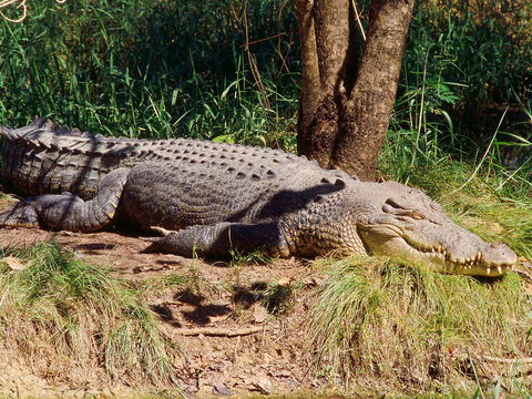 Mercure Darwin Airport Resort - Tourism Caloundra 17