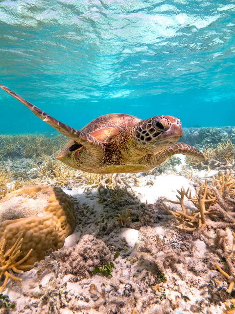 Heron Island Resort - Tourism Caloundra 0