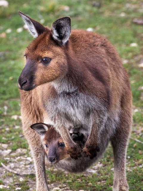 Mercure Kangaroo Island Lodge - Tourism Caloundra 38