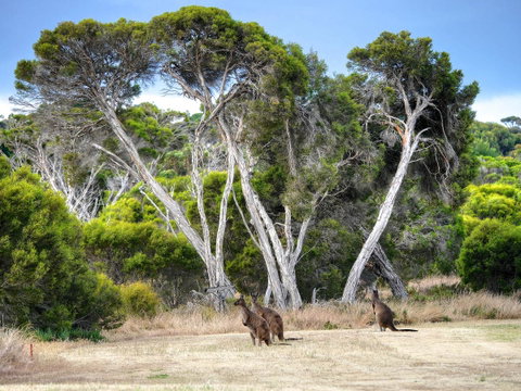 Mercure Kangaroo Island Lodge - Tourism Caloundra 33