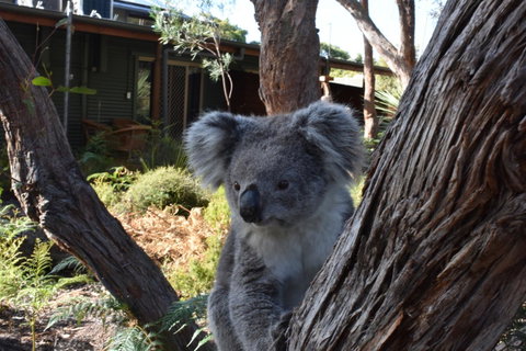 Kangaroo Island Wilderness Retreat - Tourism Caloundra 6