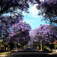 Book Wayville Accommodation Vacations Tourism Caloundra Tourism Caloundra