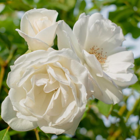 Haven Cottage Kangaroo Island - Tourism Caloundra 2