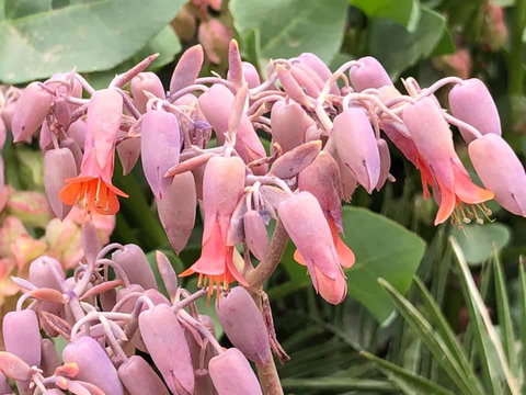 Aussie Opal Diggers Outback Retreat-Undergound - Tourism Caloundra 27