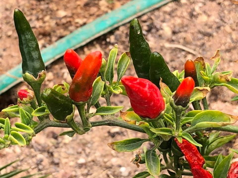 Aussie Opal Diggers Outback Retreat-Undergound - Tourism Caloundra 25