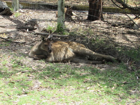 Lazy Days Cottage - Victor Harbor - Tourism Caloundra 11