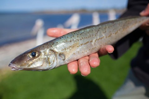 Modra\'s Apartments - Tourism Caloundra 18