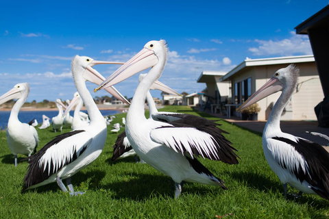 Modra\'s Apartments - Tourism Caloundra 13