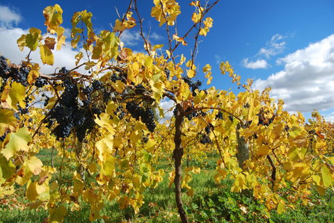 Novotel Barossa Valley Resort - Tourism Caloundra 10