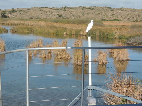 PS Federal Retreat Paddle Steamer Goolwa - Tourism Caloundra 11