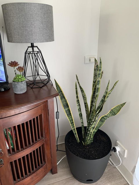 Sunshine Four - Tourism Caloundra 2