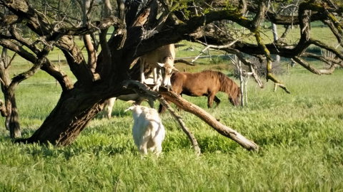 Pennys Road - Tourism Caloundra 8