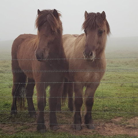 Pennys Road - Tourism Caloundra 9