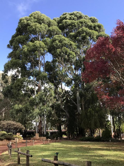 Forest Lodge Resort - Tourism Caloundra 15