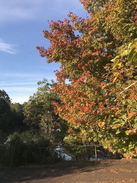 Forest Lodge Resort - Tourism Caloundra 32