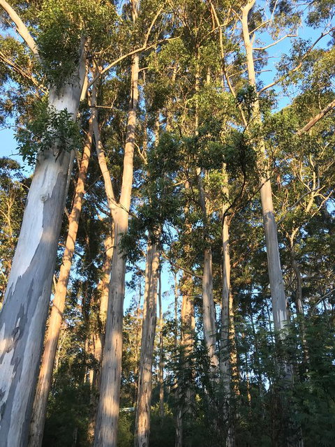 Forest Lodge Resort - Tourism Caloundra 37