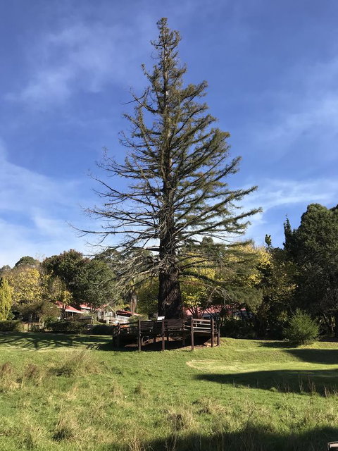 Forest Lodge Resort - Tourism Caloundra 38