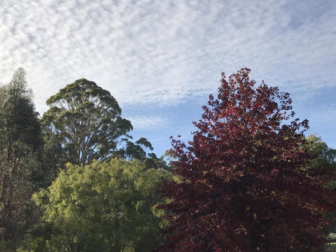 Forest Lodge Resort - Tourism Caloundra 39