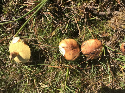 Forest Lodge Resort - Tourism Caloundra 34