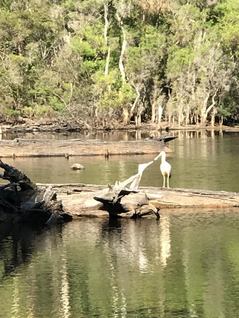Forest Lodge Resort - Tourism Caloundra 25