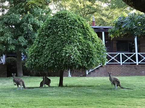 Forest Lodge Resort - Tourism Caloundra 1