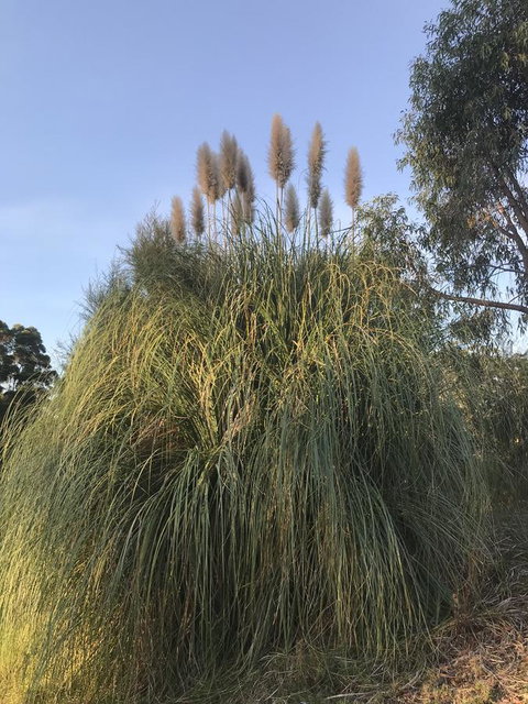 Forest Lodge Resort - Tourism Caloundra 19