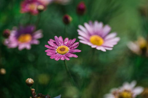 The Floating Forest - Tourism Caloundra 29